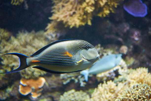 View of a Sohal surgeonfish Copenhagen, Denmark - October 11, 2018 : View of a Sohal surgeonfish colorful sohal fish (acanthurus sohal) stock pictures, royalty-free photos & images