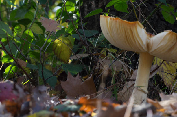 Red mushroom in close up on a late autumn day