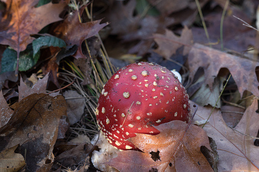 Red mushroom in close up on a late autumn day