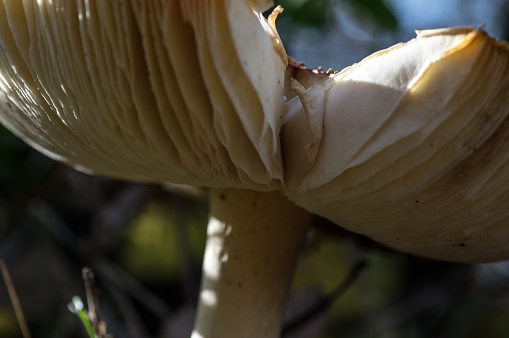 Red mushroom in close up on a late autumn day