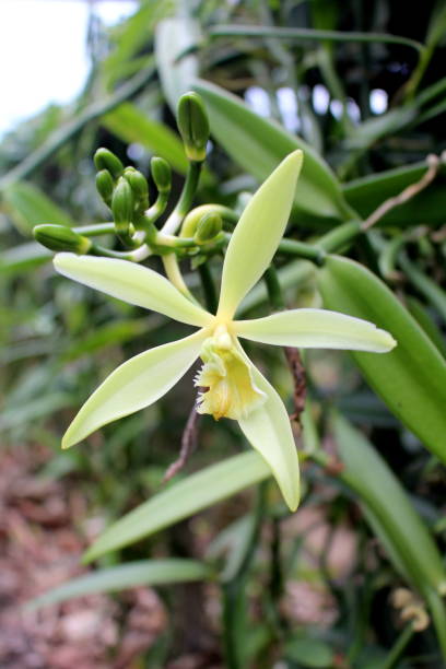 Vanilla Bean Flower Blossom in Moorea, French Polynesia. Vanilla Bean Flower Blossom in Moorea, French Polynesia. vanilla orchid stock pictures, royalty-free photos & images