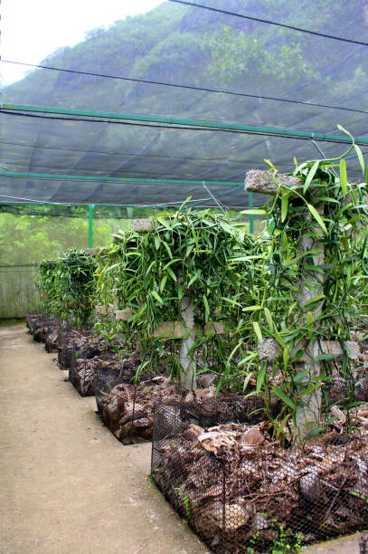 istock Vanilla Bean Plantation in Moorea, French Polynesia. 1072629712