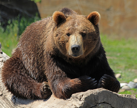 Oso Grizzly photo
