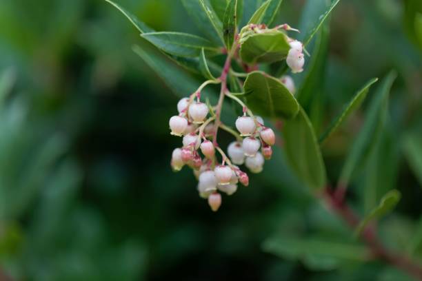 istock Flowers of a strawberry tree (Arbutus unedo) 1072631028