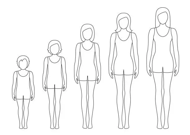 Vector illustration of Women's body proportions changing with age. Girl's body growth stages. Vector contour illustration. Aging concept.