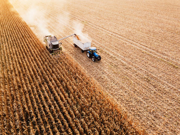 seasonal work on the field - corn crop corn field agriculture imagens e fotografias de stock