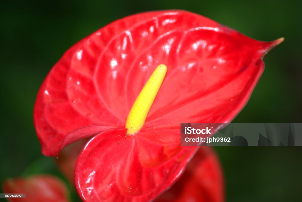 Foto de Lírio Da Paz Vermelho e mais fotos de stock de Angiospermae -  Angiospermae, Beleza natural - Natureza, Flor - iStock
