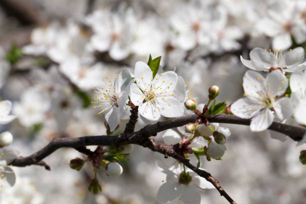 istock white flowers of cherry 1072638150