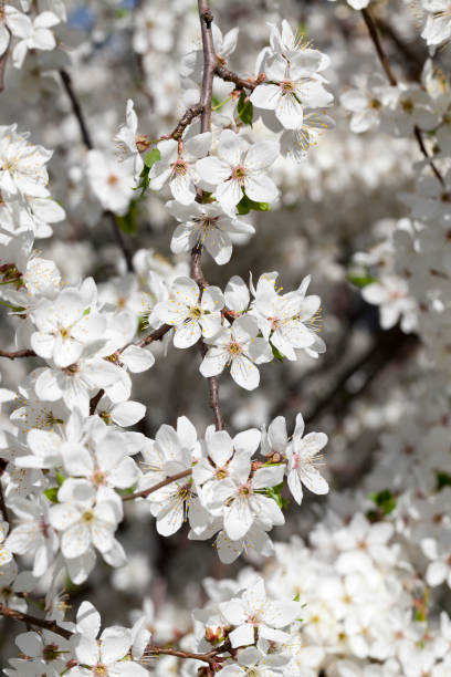 istock white flowers of cherry 1072638158