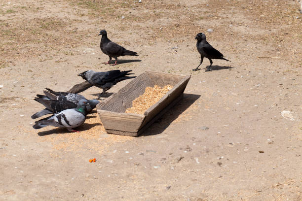 istock old wooden trough 1072638224