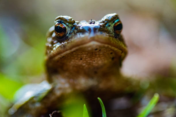 istock close up on a frog in a forest 1072643664