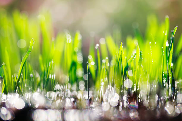 istock natural background with young fresh sprouts of greenery make their way in the spring meadow and covered with shiny drops of dew 1072647080