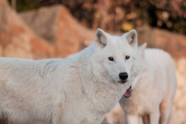 istock Two polar wolves. Canis lupus arctos. Alaskan tundra wolf or white wolf. 1072652150