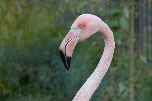 Greater flamingo with long neck. Phoenicopterus roseus. Animals in wildlife.