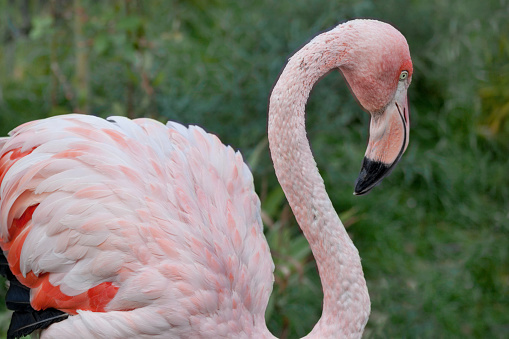 Greater flamingo with long neck and gorgeous plumes. Phoenicopterus roseus. Animals in wildlife.