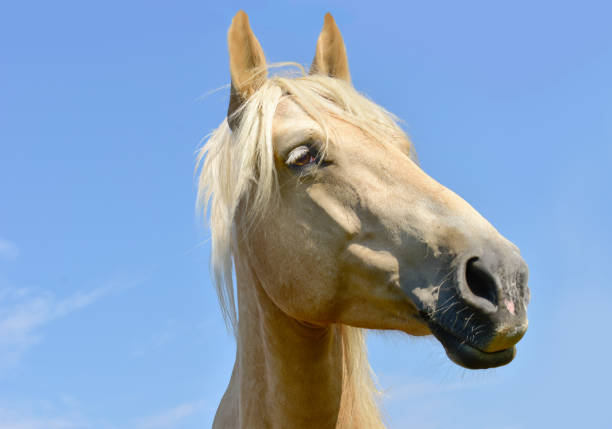 White horse head isolated on the blue background. A closeup portrait of the face of a horse on blue sky.