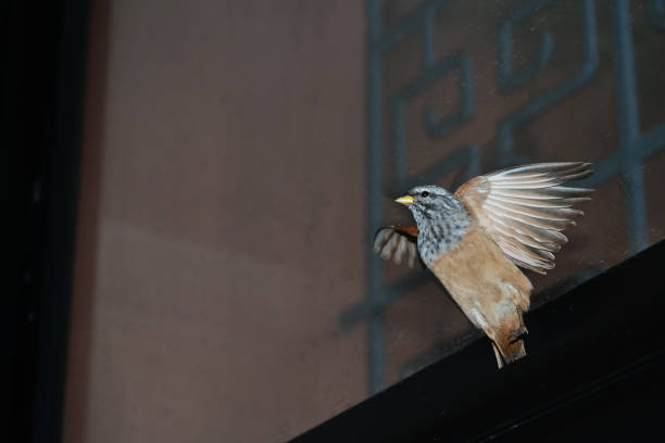 istock Male House Bunting In My Kitchen 1072656058