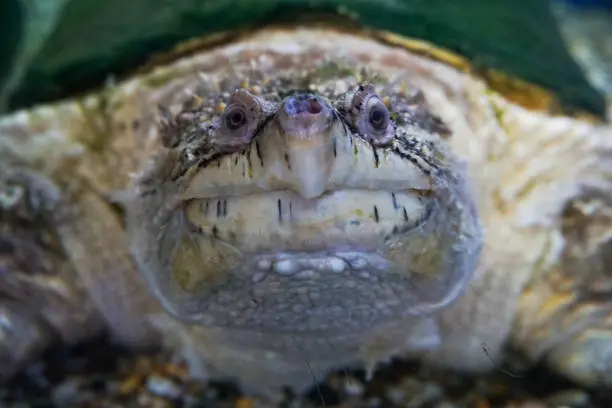 Photo of Alligator Snapping Turtle, Macrochelys temminckii