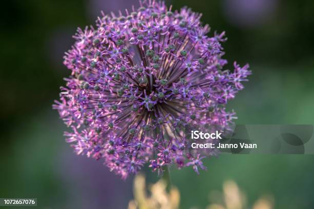 Allium Flower Stock Photo - Download Image Now - Kew Gardens, Allium Flower, Back Lit