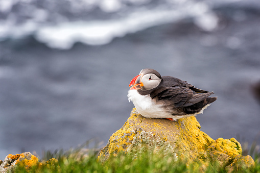 Atlantic puffin single bird on the stone against the ocean background, animals in the wild