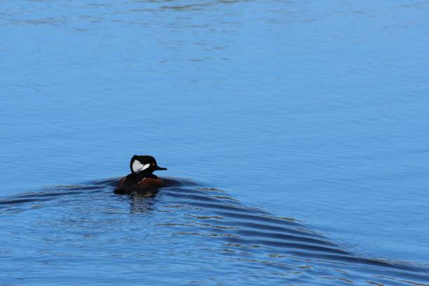 istock Swimming Hooded Merganser 1072658598