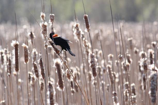 istock Red-winged Blackbird climbing a Cattail 1072658606