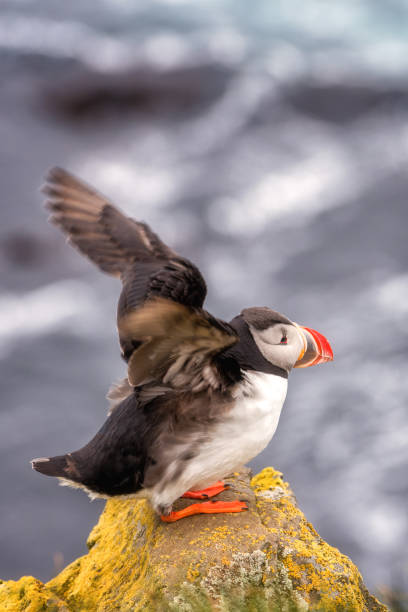istock Atlantic puffin single bird on the stone against the ocean background 1072658618