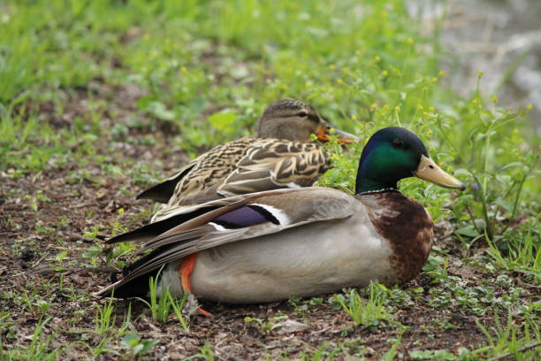 istock Mallard Duck Couple 1072658660