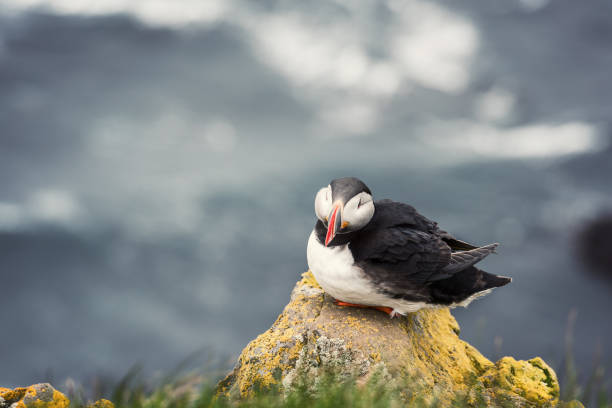 istock Atlantic puffin single bird on the stone against the ocean background 1072658992