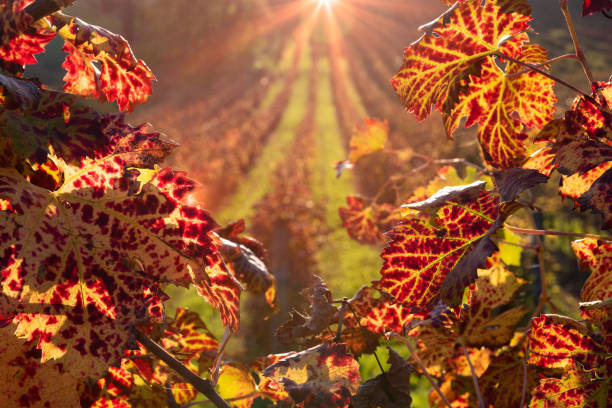 Marostica -Cabernet / Merlot grape vineyards in autumn