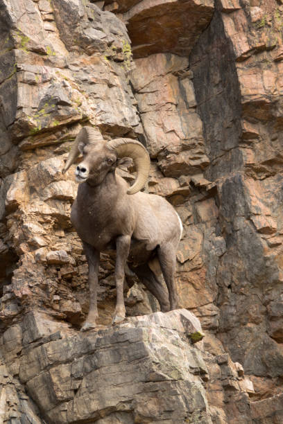 carneiro ovelha de selvagem das montanhas rochosas fica penhasco waterton canyon colorado - rocky mountain sheep - fotografias e filmes do acervo