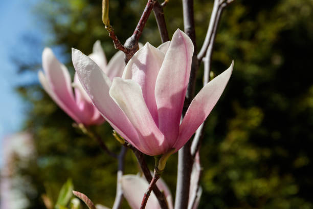 istock Pink magnolia flower on tree branch close-up 1072664058
