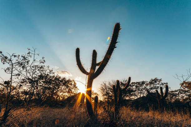paysage de la caatinga au brésil. cactus au coucher du soleil - brousse photos et images de collection