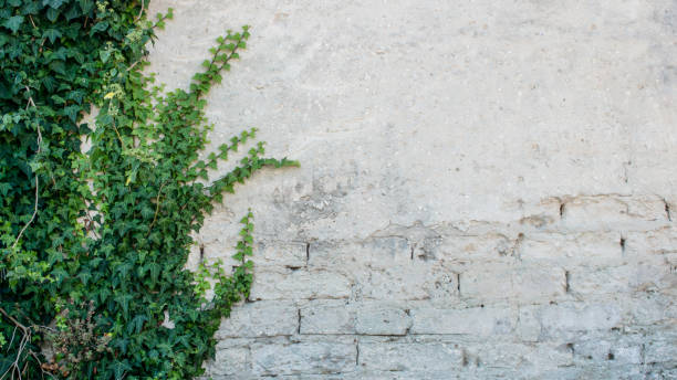 Damaged rustic wall half covered by Common Ivy. Also known as Hedera helix, English ivy or European ivy. With copy space
