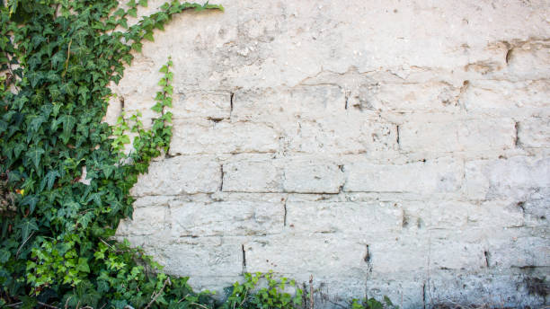 istock Rustic wall with exposed bricks half covered by Common Ivy. Also known as Hedera helix, English ivy or European ivy. 1072664602