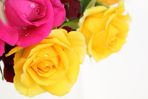 Pictured a bouquet of roses in a white background.