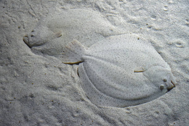 da vicino due pesci piatti sul fondo marino di sabbia - passera foto e immagini stock