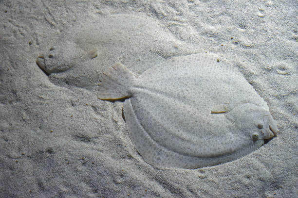Close up two flatfishes on sand sea bottom