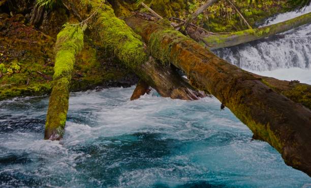 istock McKenzie River Sublime Wood 1072680554