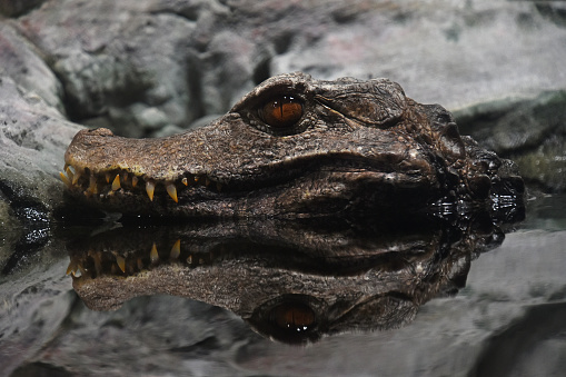 Close up profile portrait of Cuvier dwarf caiman crocodile hiding in water ambush and looking at camera, low angle view