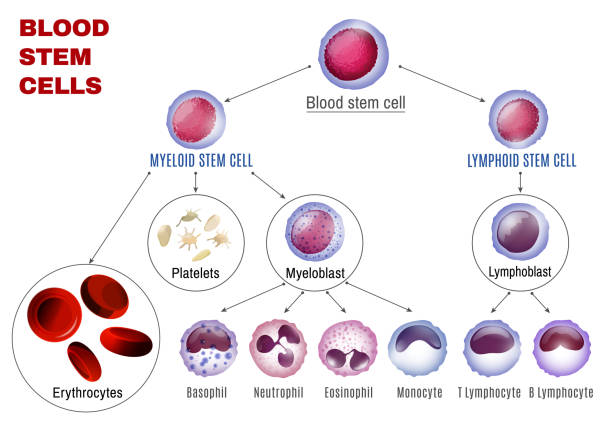 혈액 줄기 세포 - wbc stock illustrations