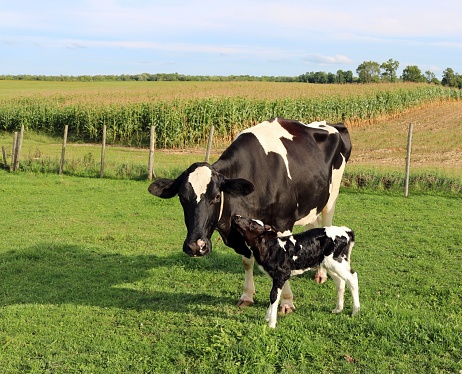 Newborn Holstein heifer calf nuzzles up to cow on sunnny day with corn field in the background