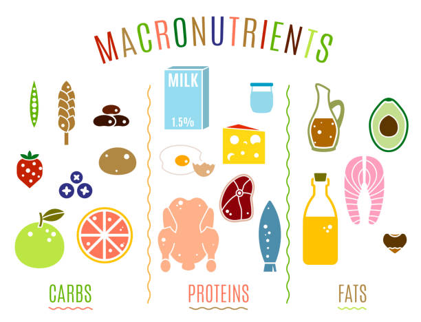 Main food groups Main food groups - macronutrients. Carbohydrates, fats and proteins in comparison. Dieting, healthcare and eutrophy concept. Vector illustration isolated on a white background. Landscape poster. metabolism illustrations stock illustrations