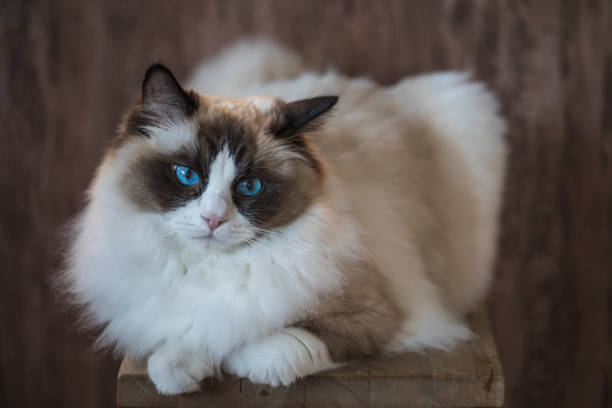 istock A bicolor brown and white ragdoll cat 1072682662