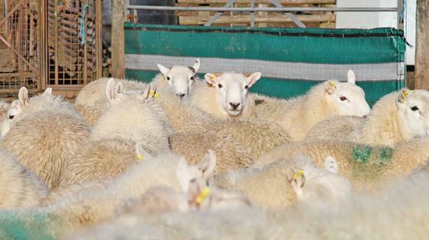 istock flock of sheep in pen 1072689414