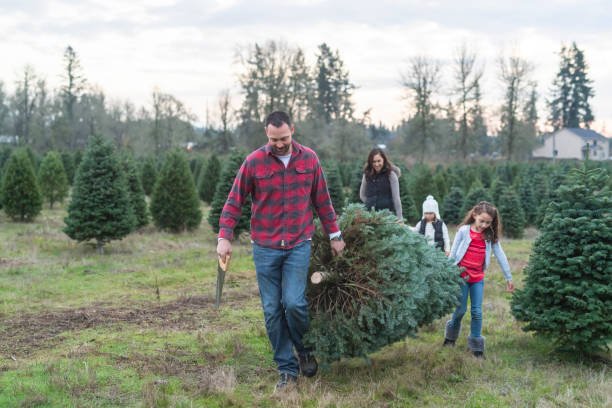 istock Cutting down a Christmas Tree at the farm 1072692972
