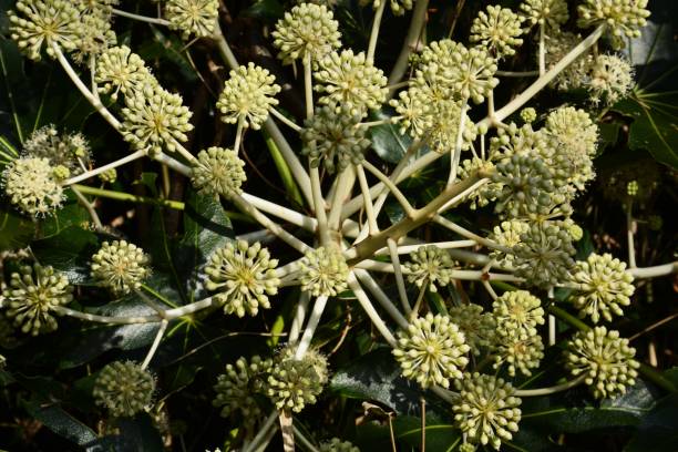 istock Japanese aralia(Fatsia japonica) flowers 1072693444