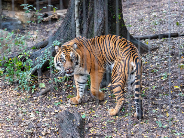 istock Tiger Turning Around And Looking at Camera From BEhind Bars 1072697464