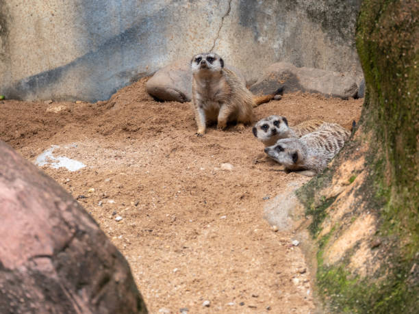 Three Small Meerkat Babies Hidding in the Corner