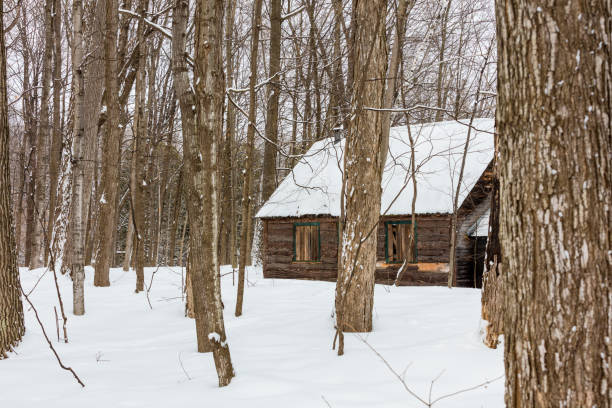 azúcar cabaña en un bosque boreal. - syrup maple tree cabin snow fotografías e imágenes de stock